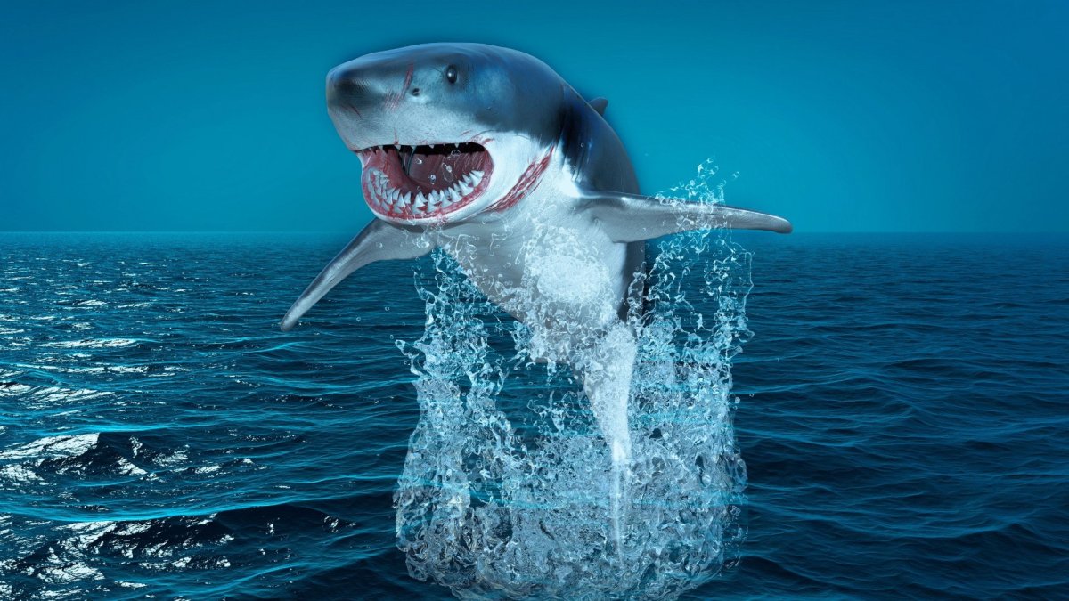 Акула в море