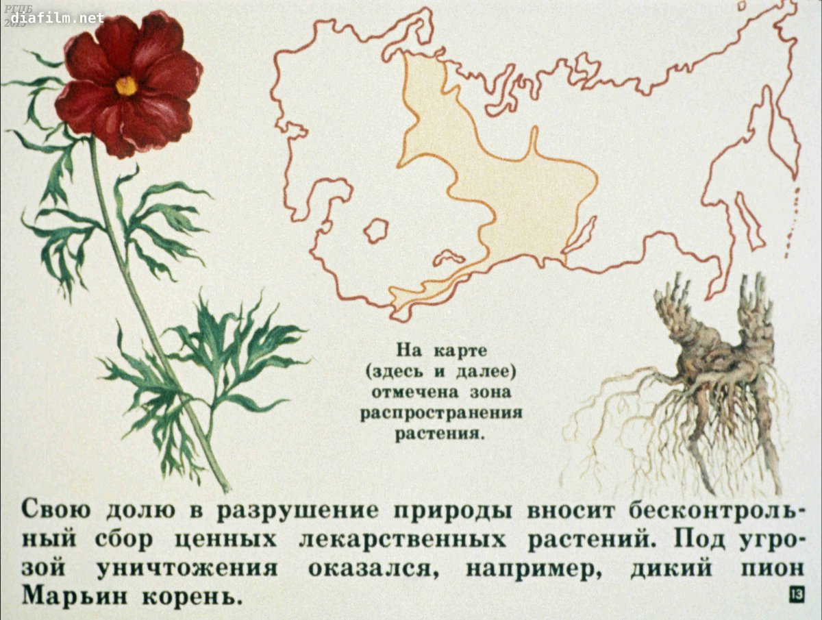 Растения из красной книги