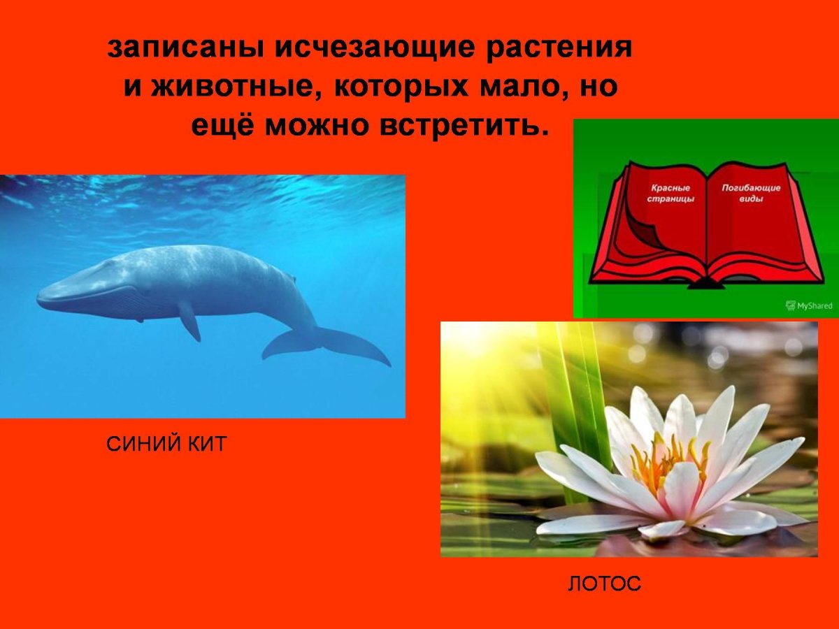 Красные страницы красной книги животные