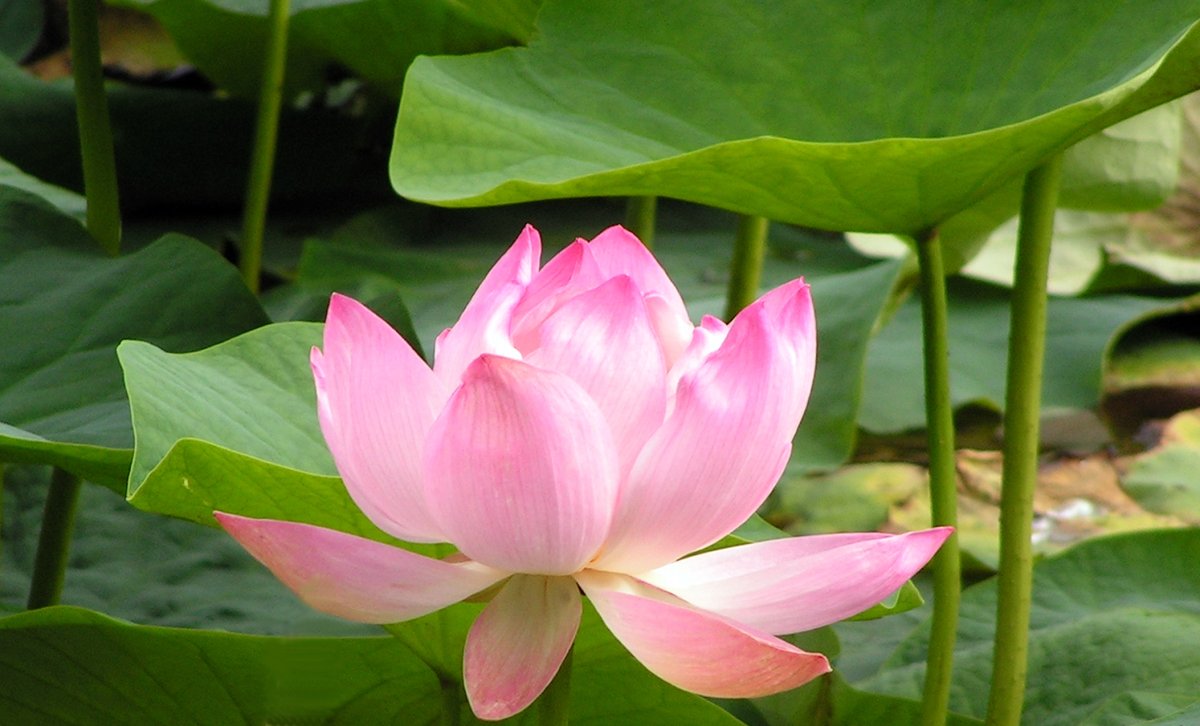 Краснокнижный Лотос Приморского края