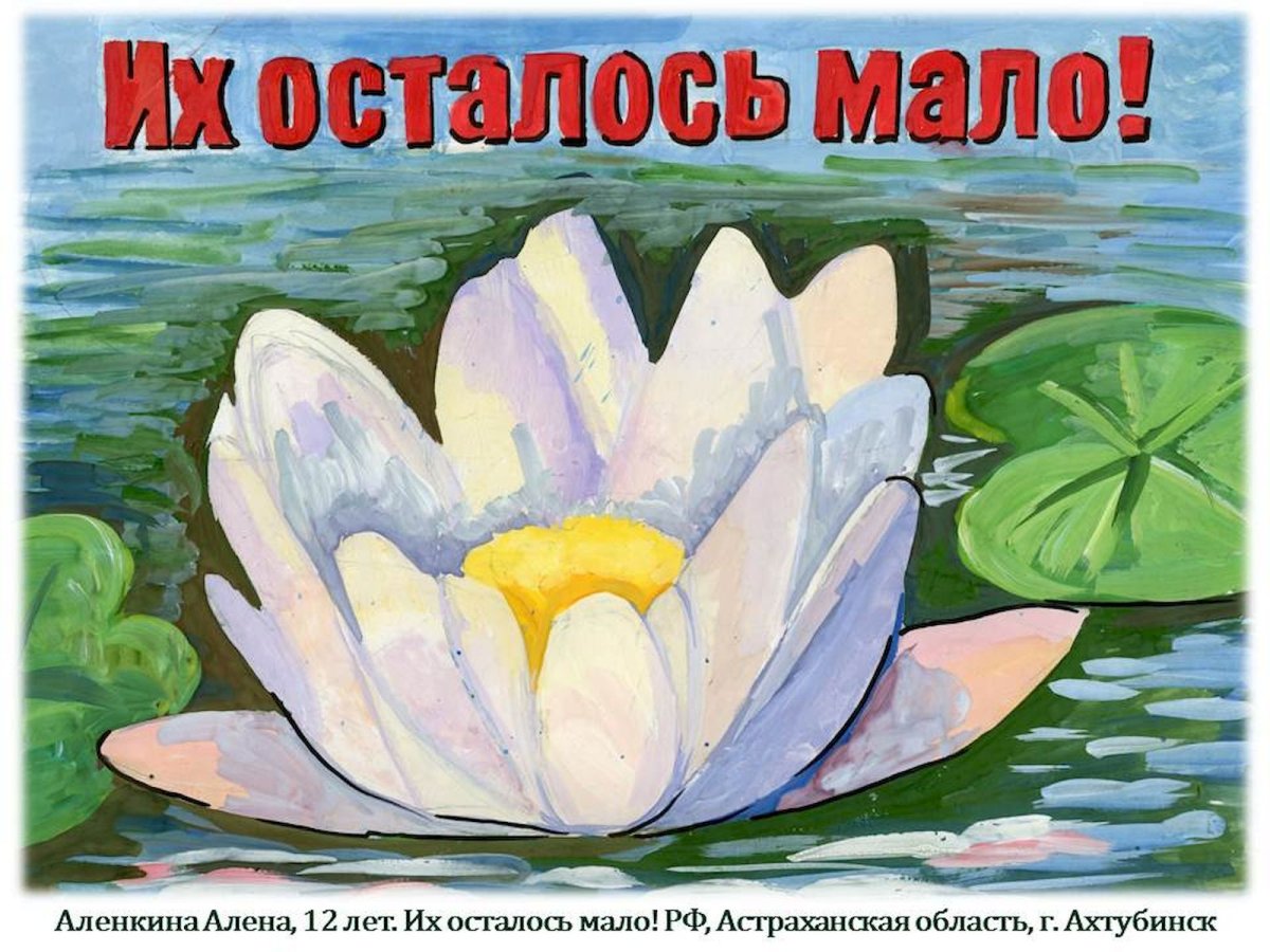 Красная книга глазами детей