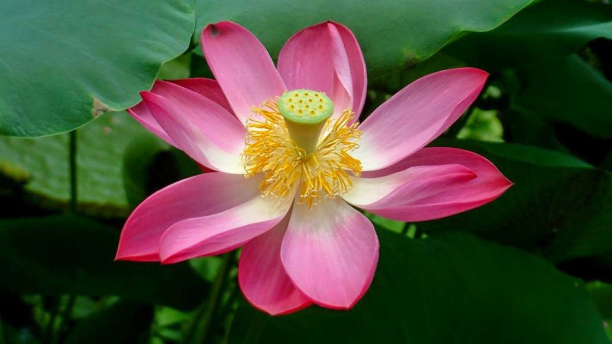 Лотос орехоносный красная