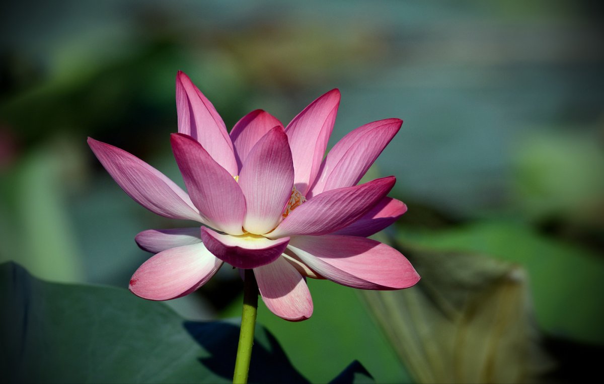 1. Лотос орехоносный