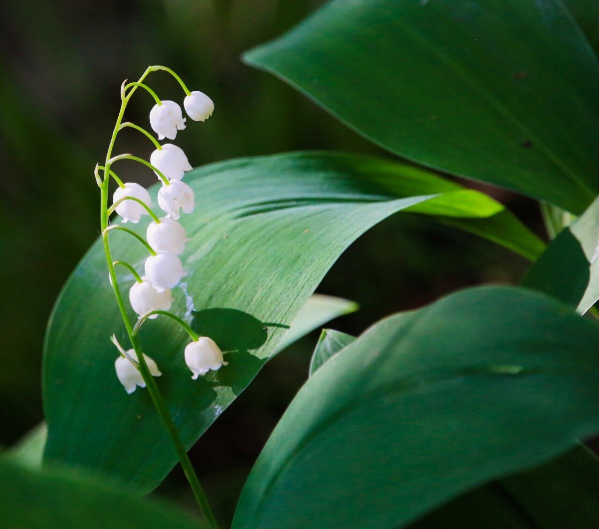 Редкие растения Москвы
