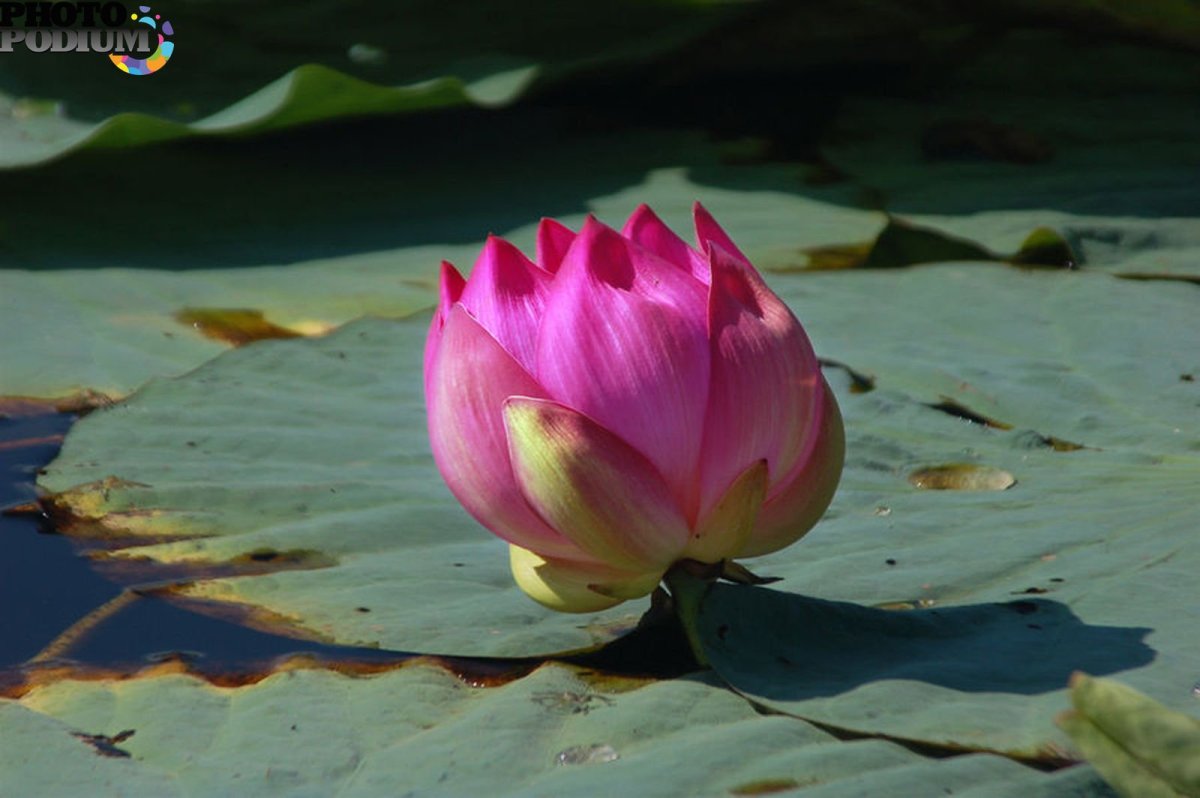 Фотография лотоса Комарова