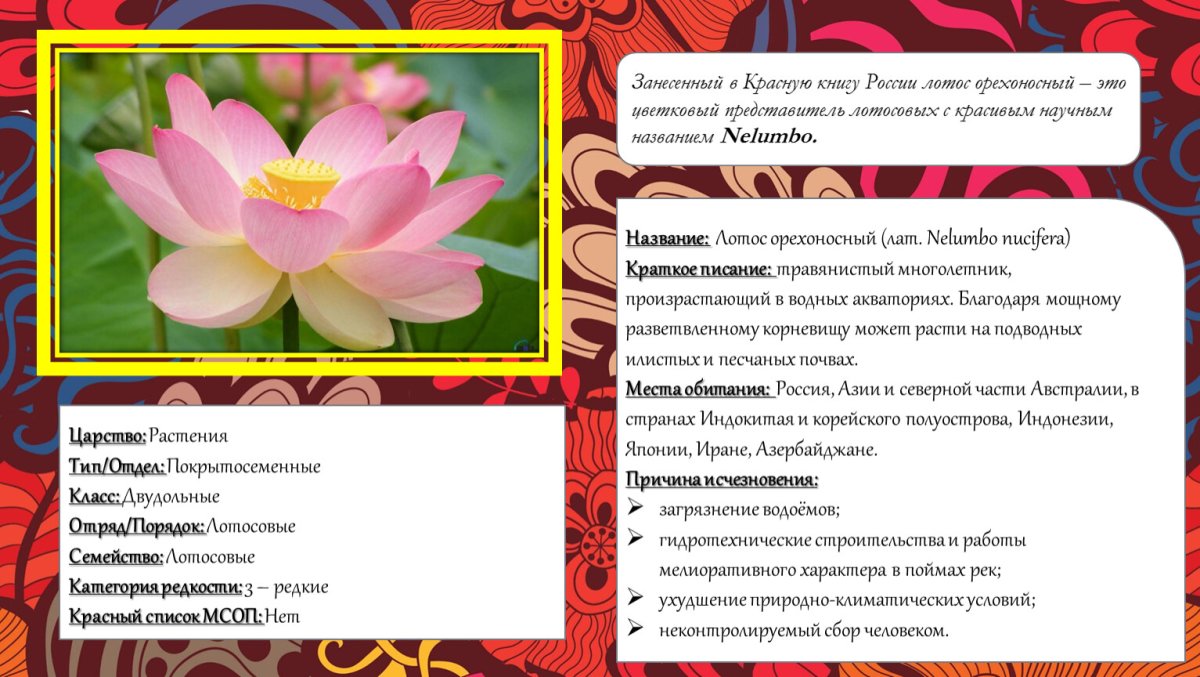 Лотос орехоносный красная книга Крыма