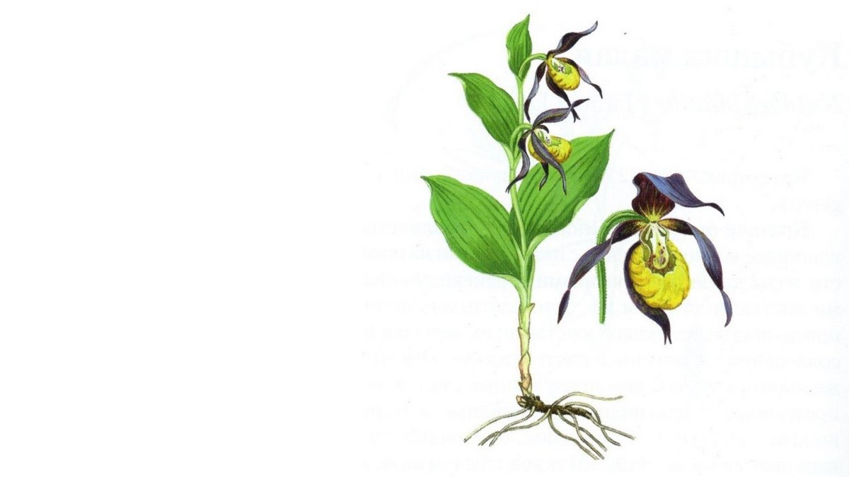 Венерин башмачок