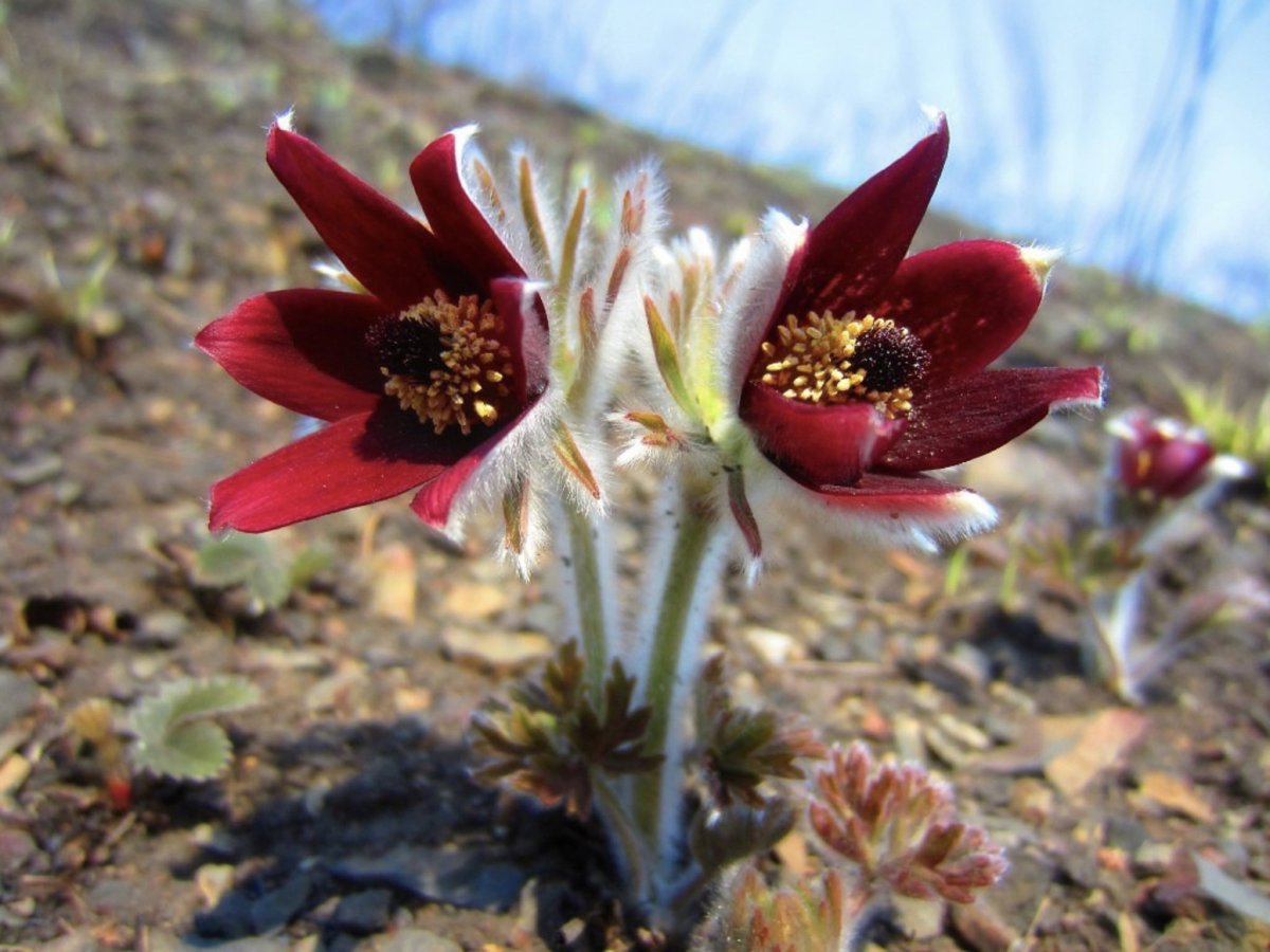 Прострел Сахалинский