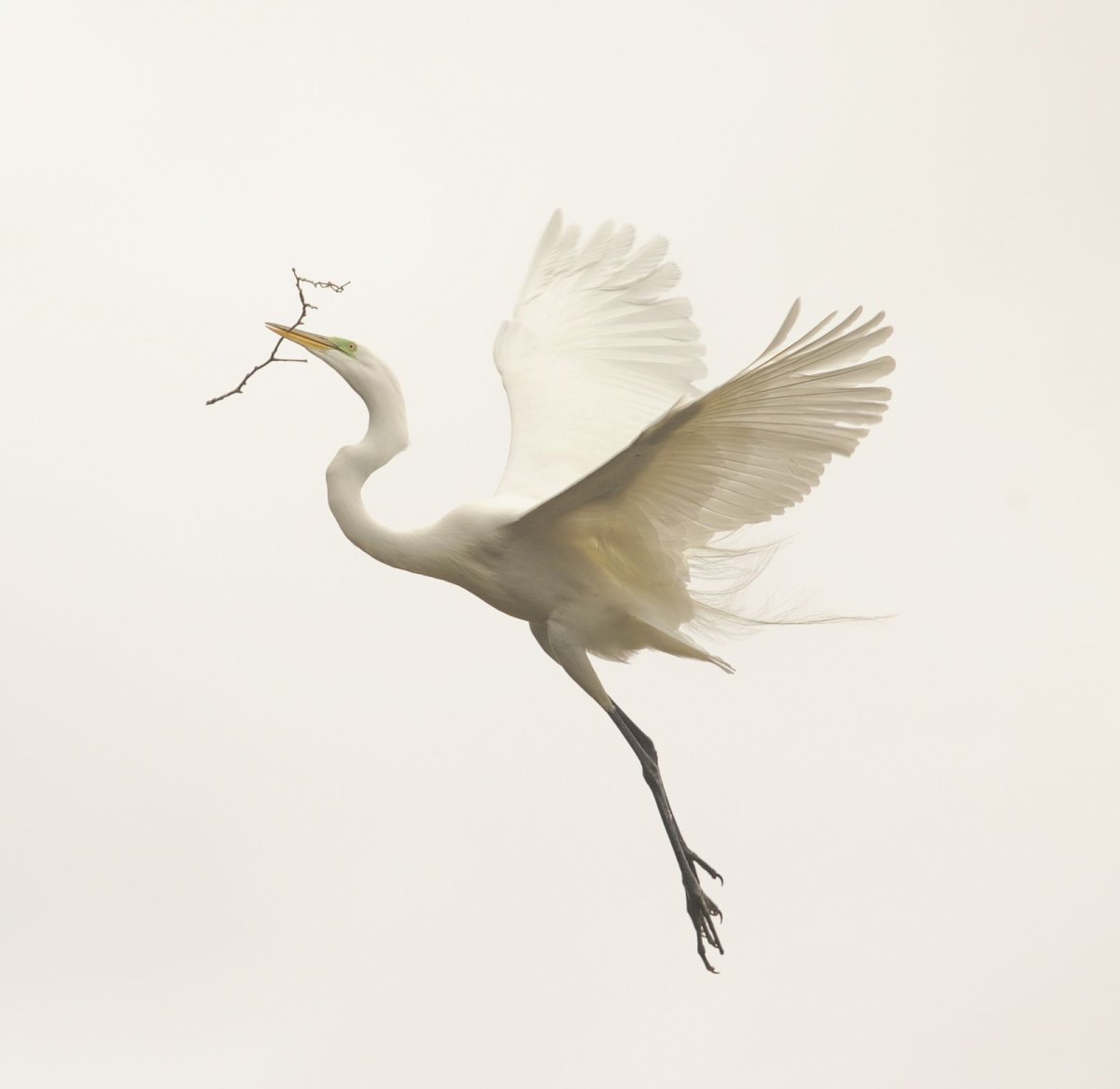 Изящные птицы