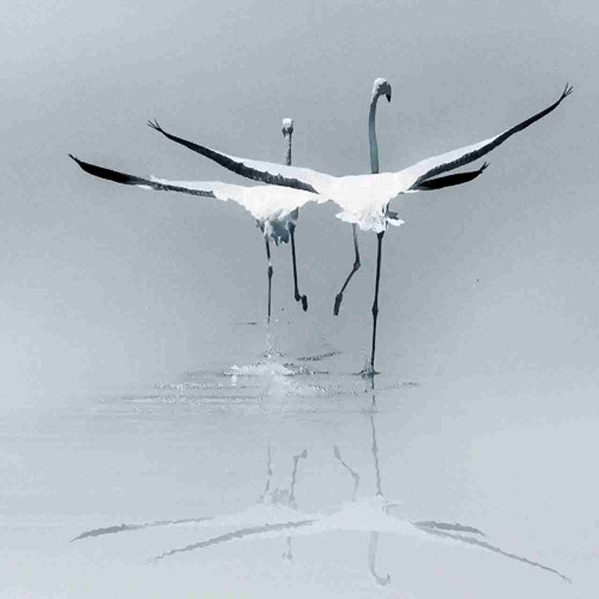 Белый журавль