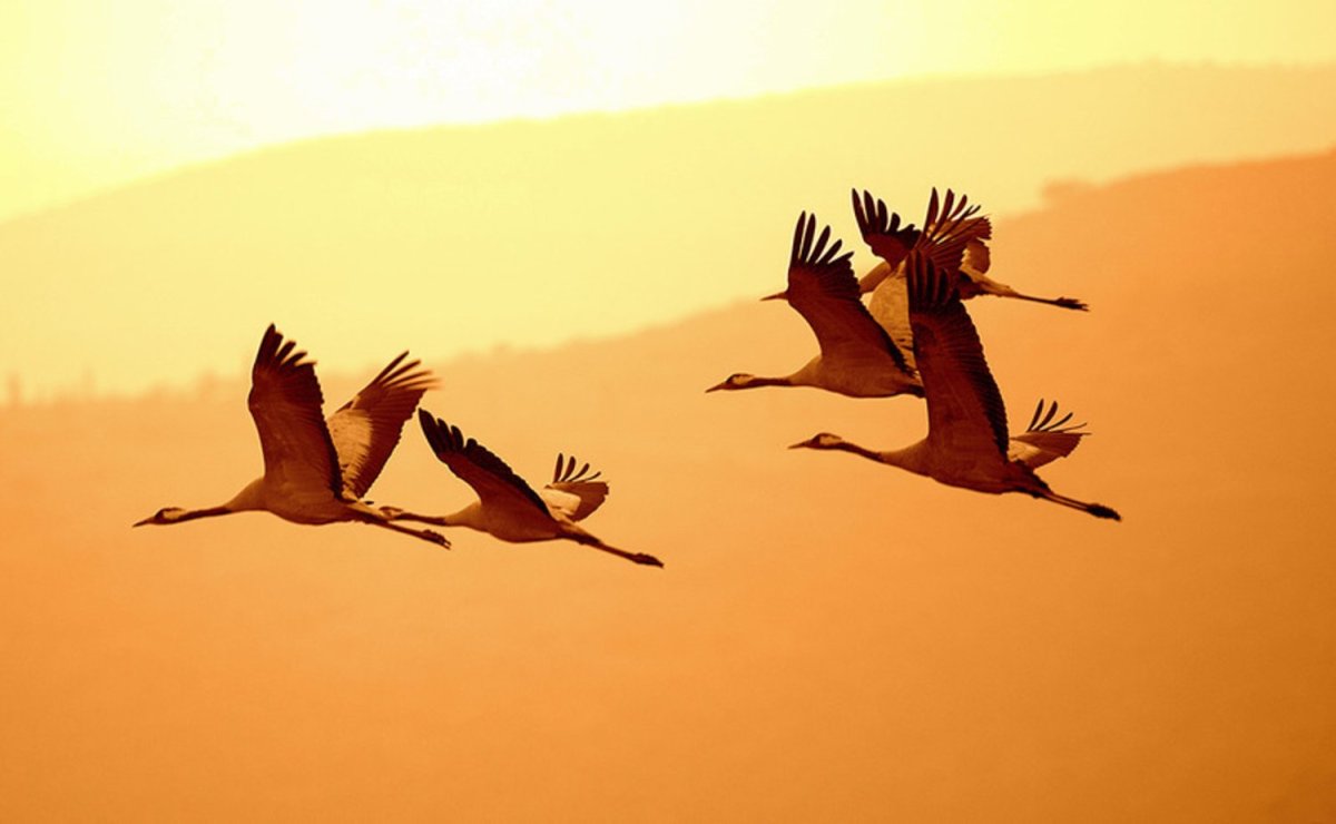 Летят Журавли