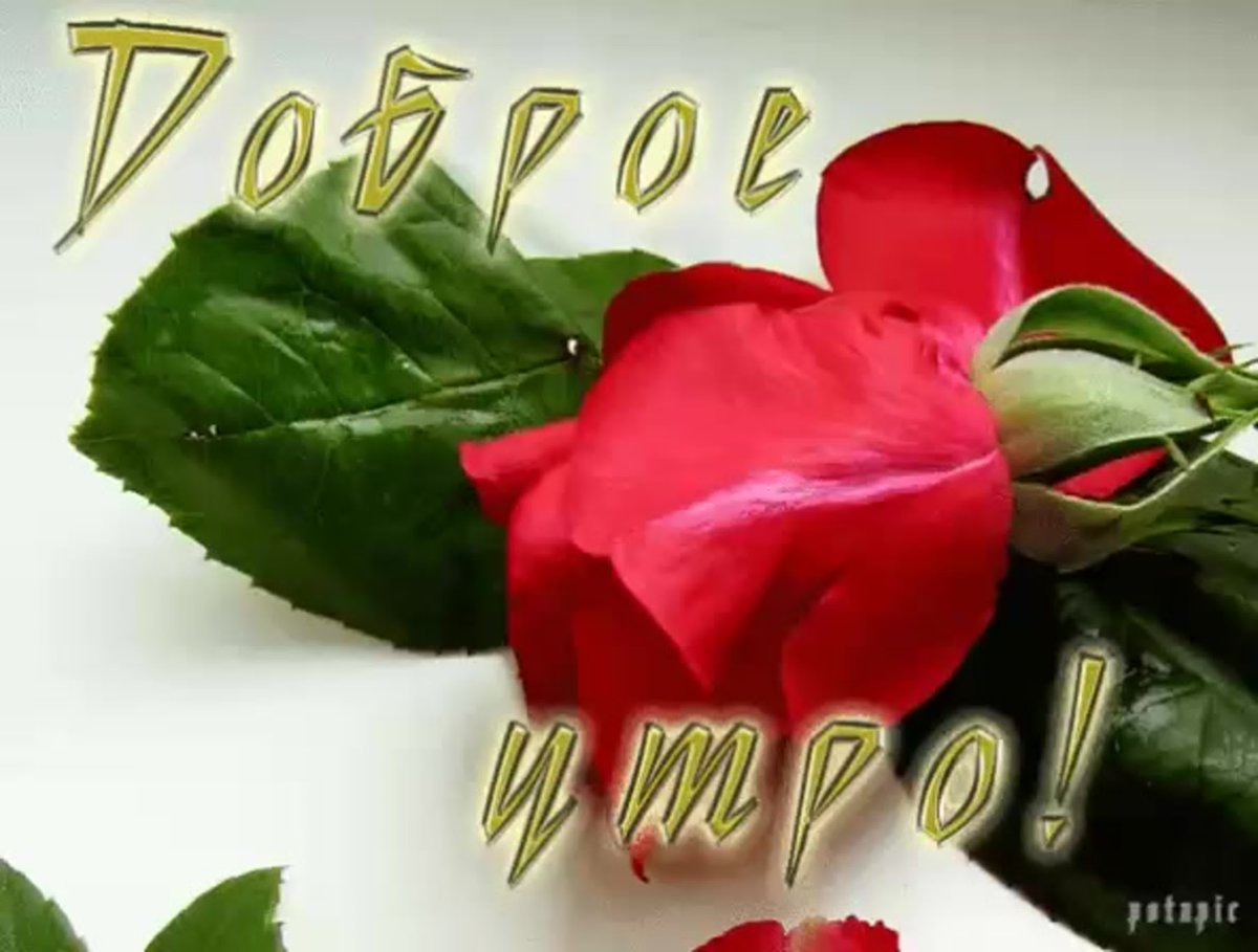 С добрым утром девушке цветы