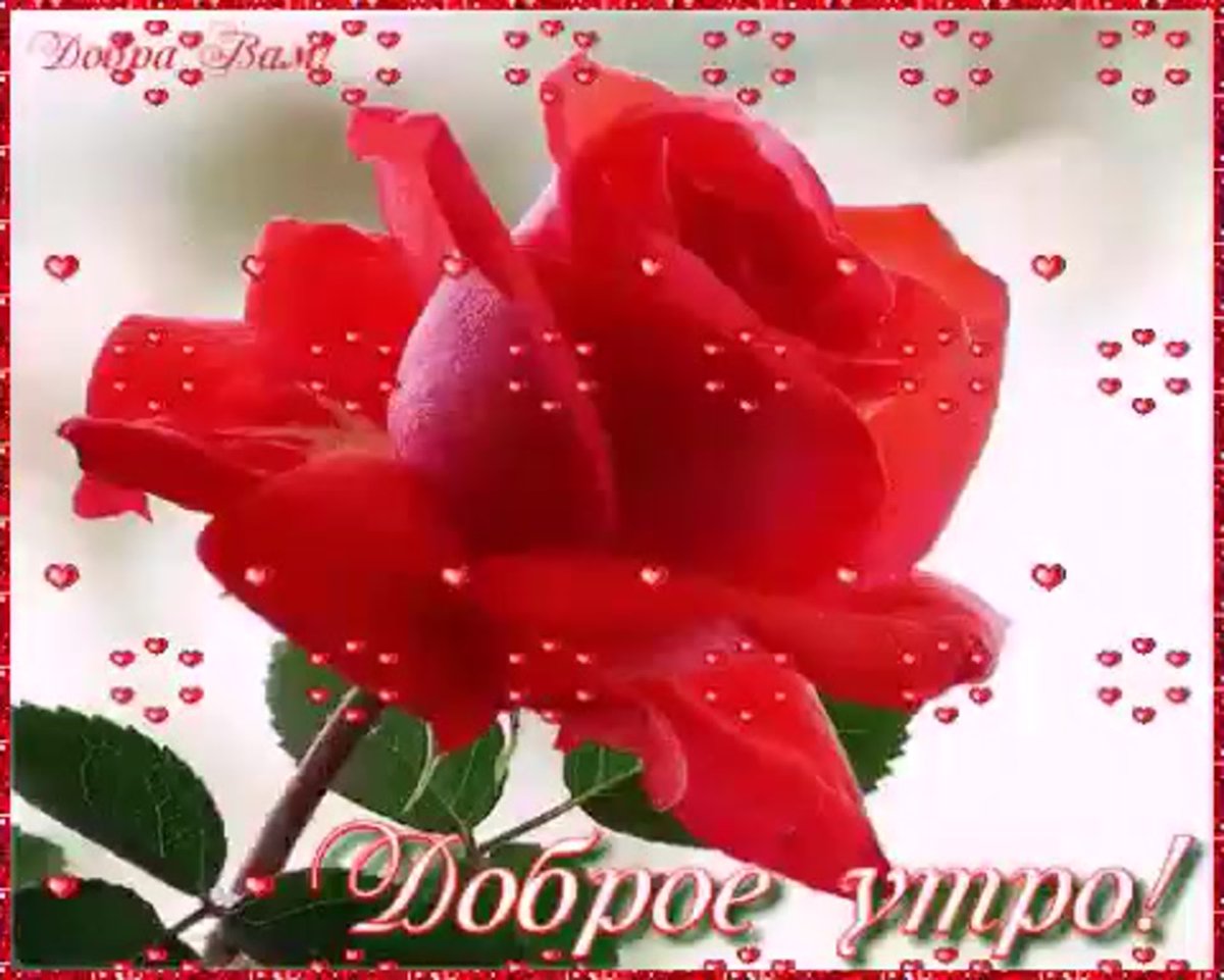 Розы с добрым утром анимация