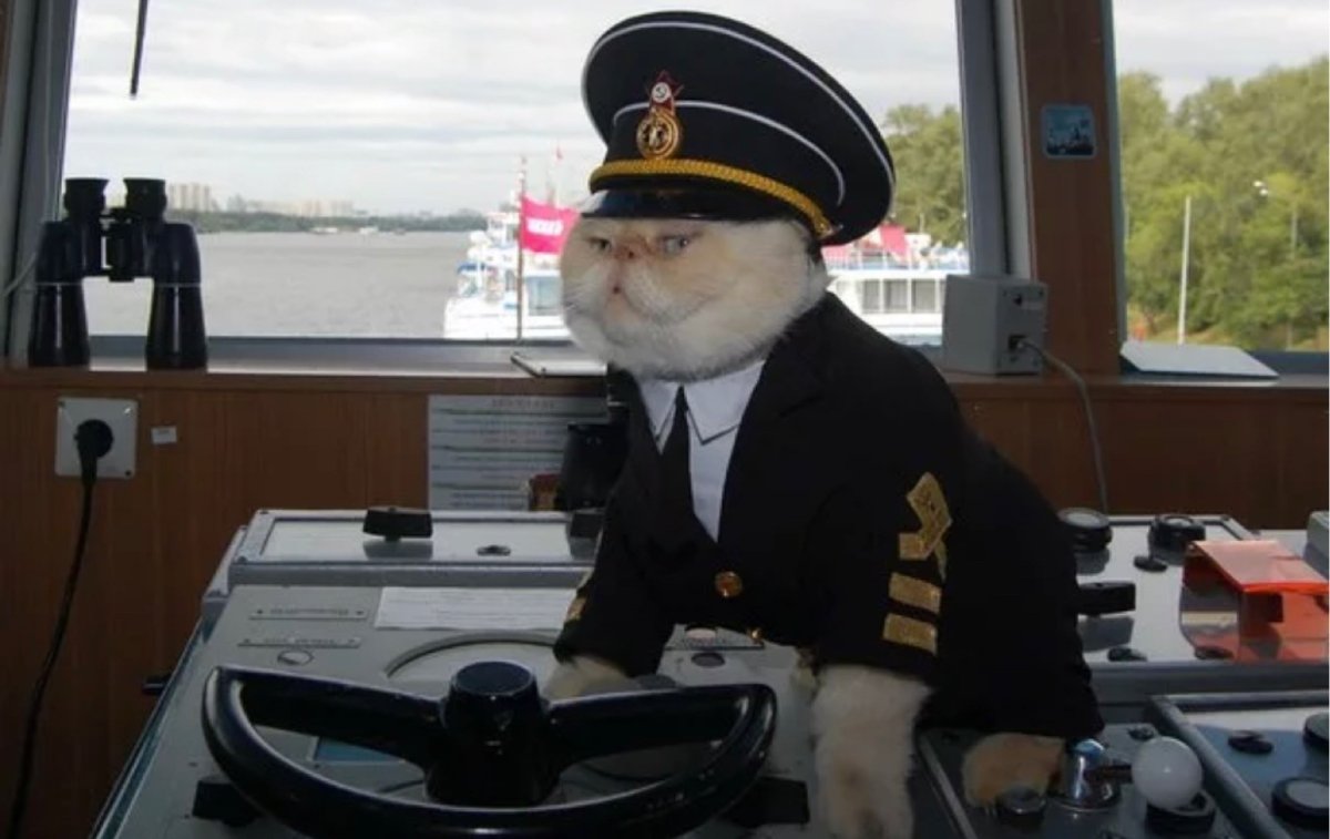 Кот матрос на теплоходе Чернышевский