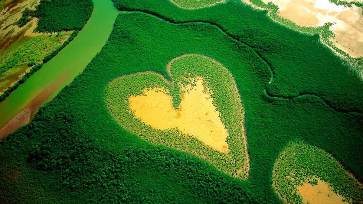 Мангровый лес в новой Каледонии