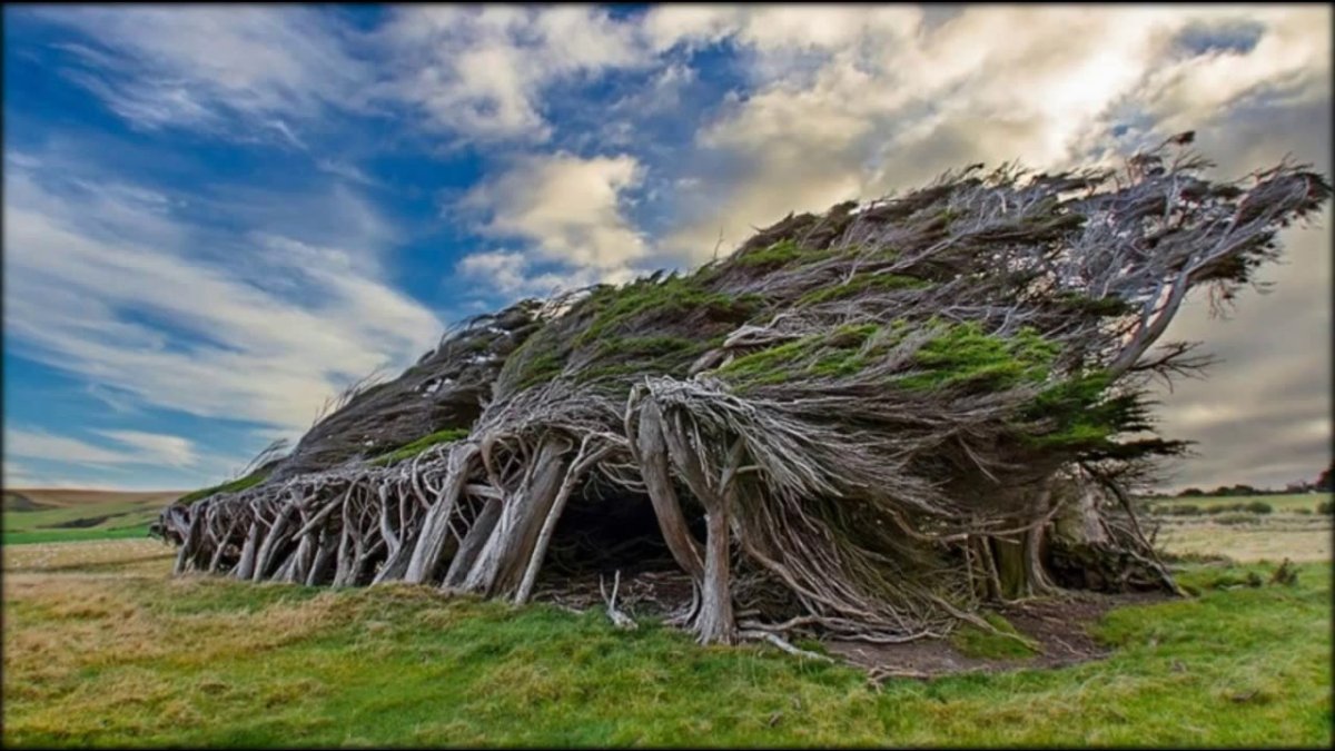 Гнутые деревья на слоуп Пойнт - новая Зеландия