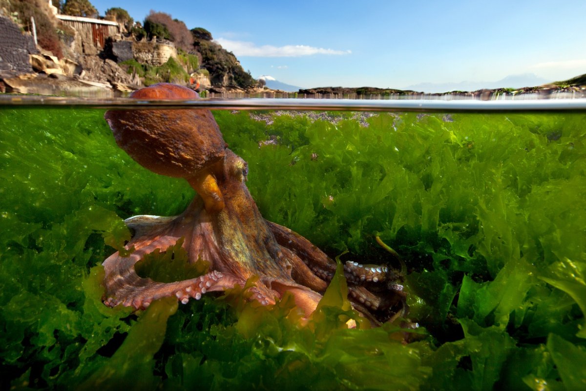 Невероятные снимки природы