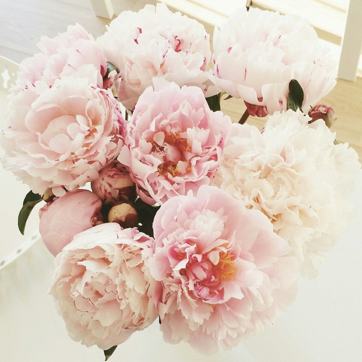 Лора Лэй пион