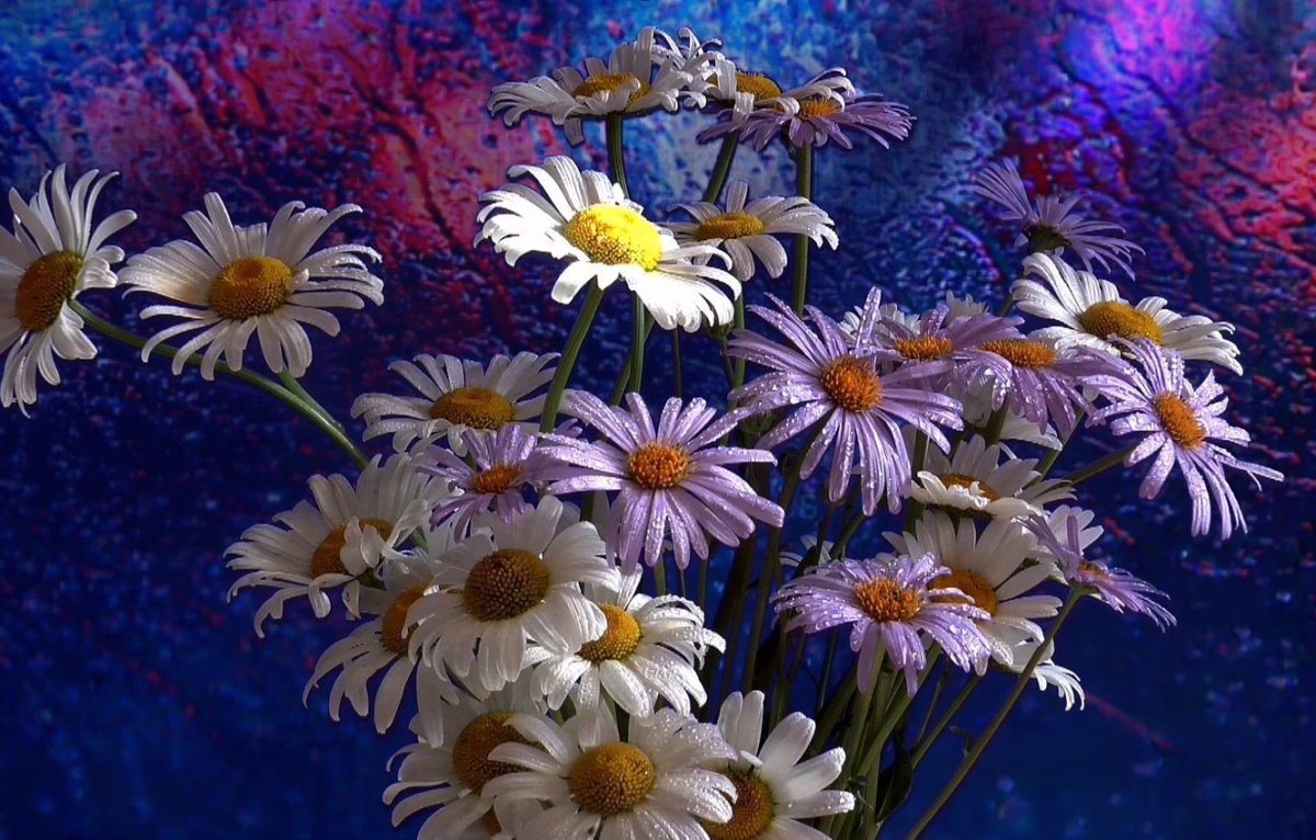 Ромашки и васильки на темном фоне