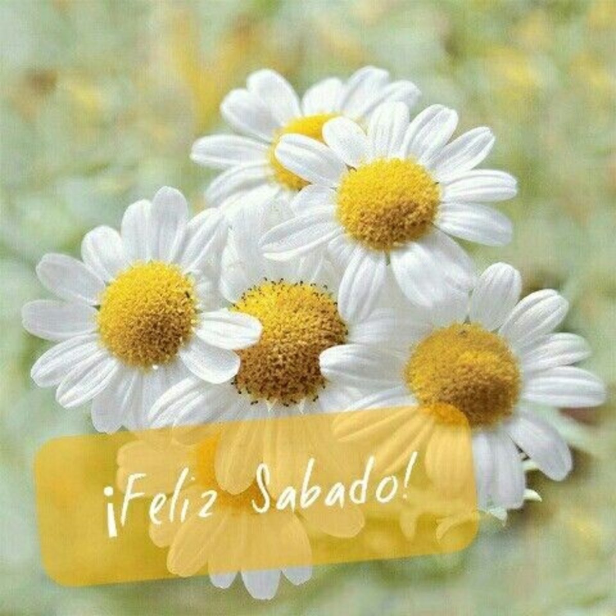 Спокойной ромашки