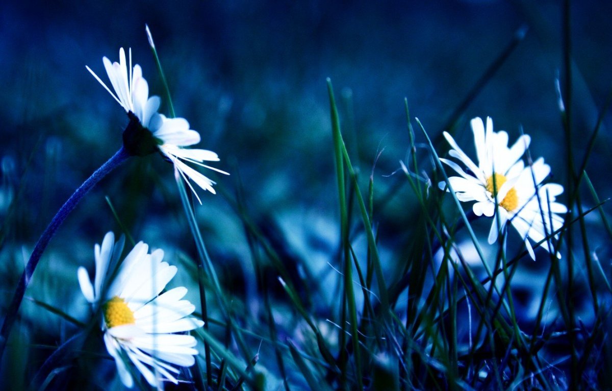 Полевые цветы ночью