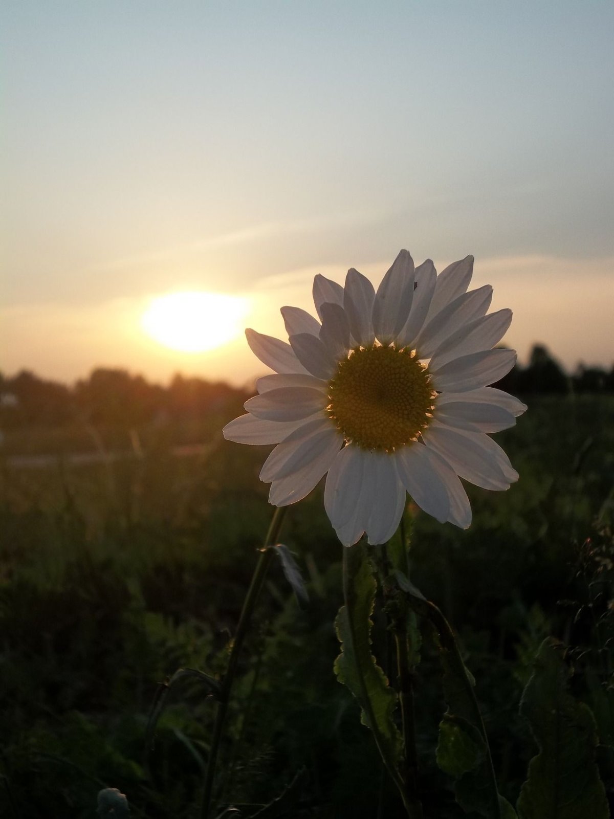 Ромашка под солнцем