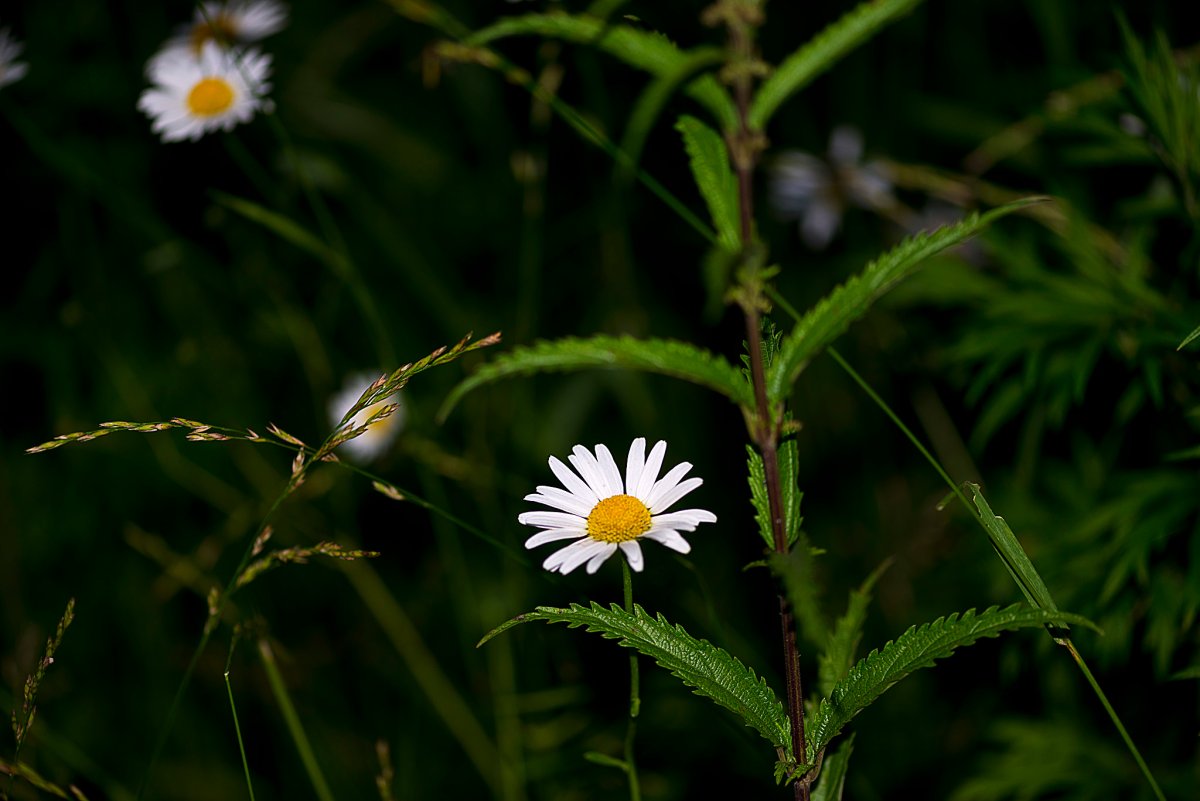 Ромашки ночью