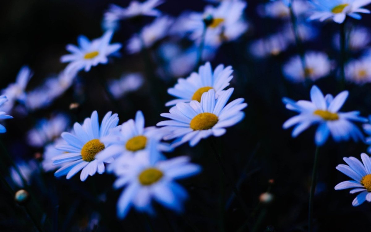 Ромашки на синем фоне