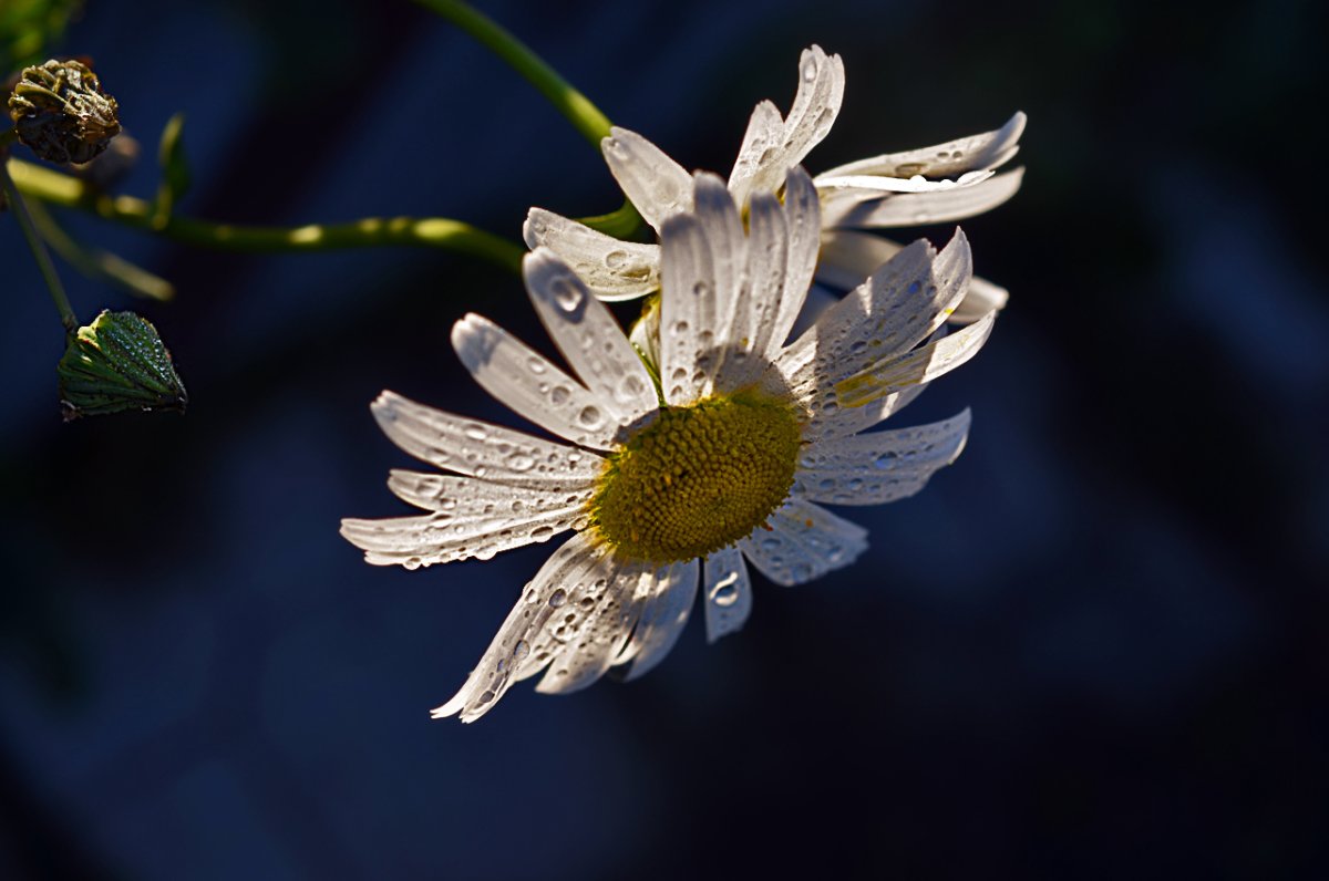 Ромашка плачет