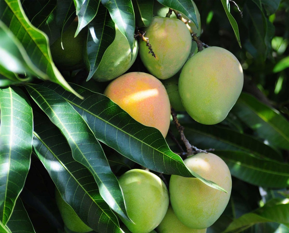 Манго дерево