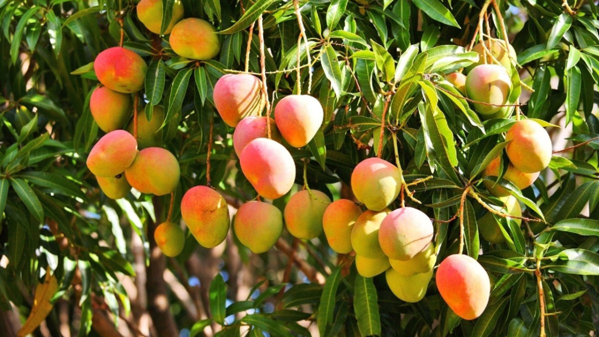 Карликовое манговое дерево