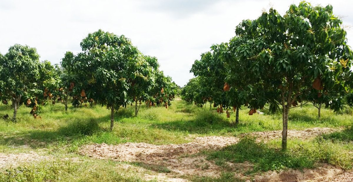 Плантации манго