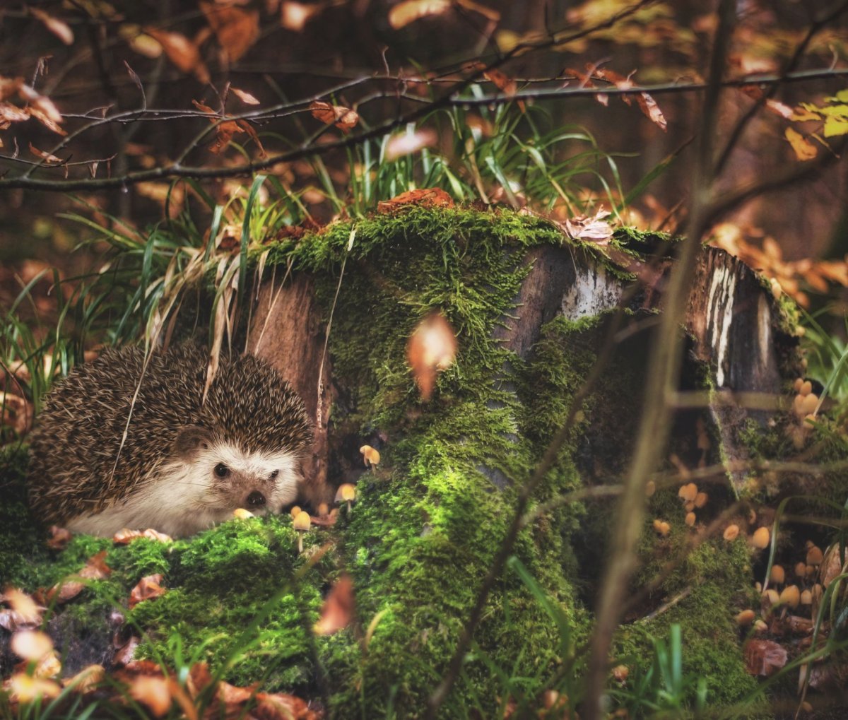 Олег ежиков