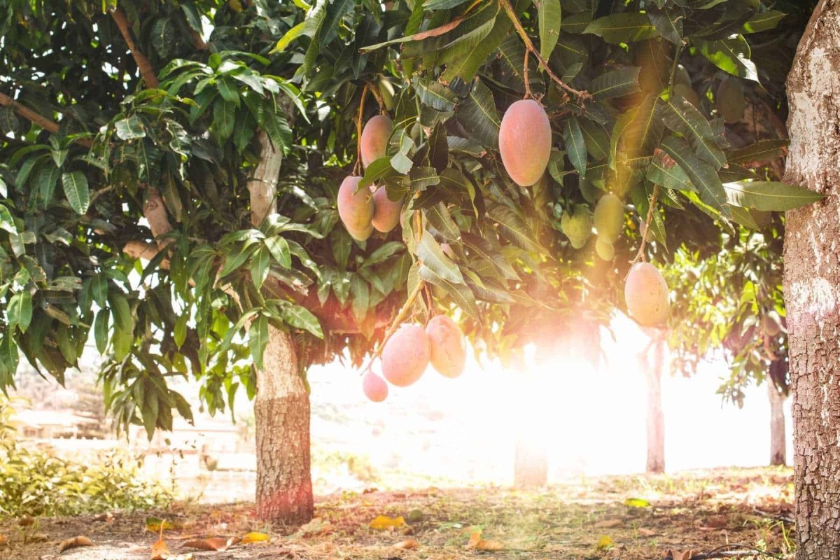 Египетское манго дерево