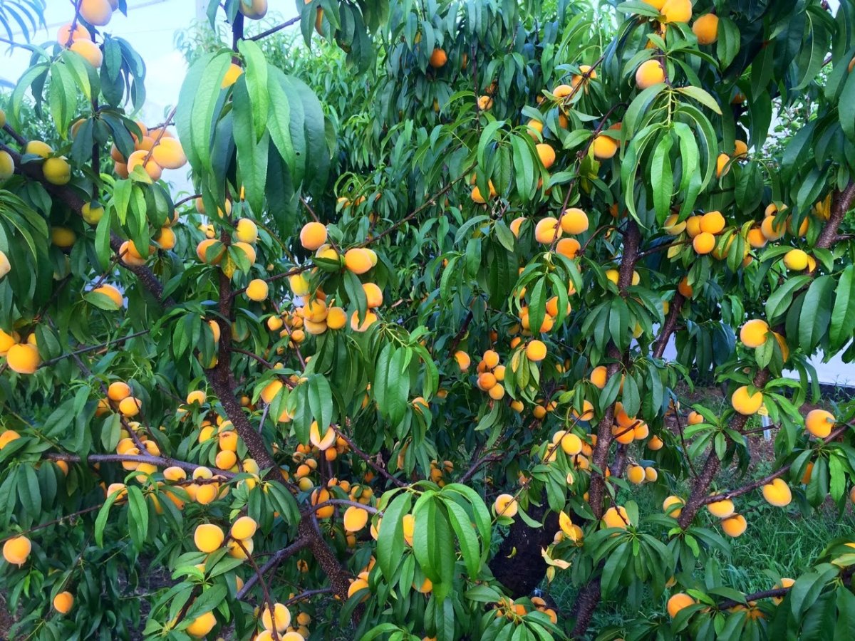 Манго растение