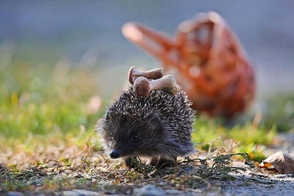 Ежик в природе