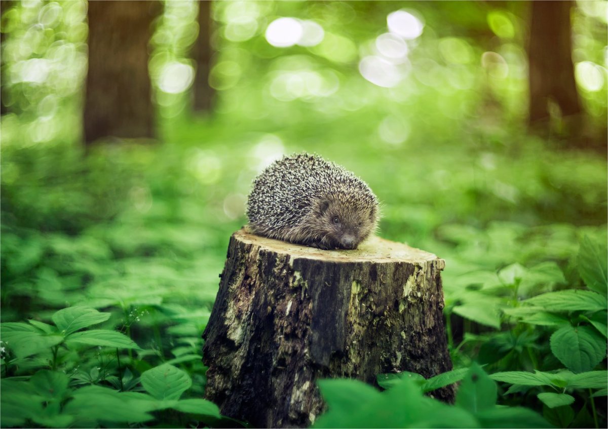 Ежик на пеньке