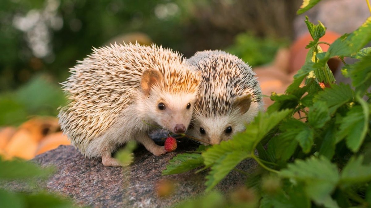 Белогрудый еж