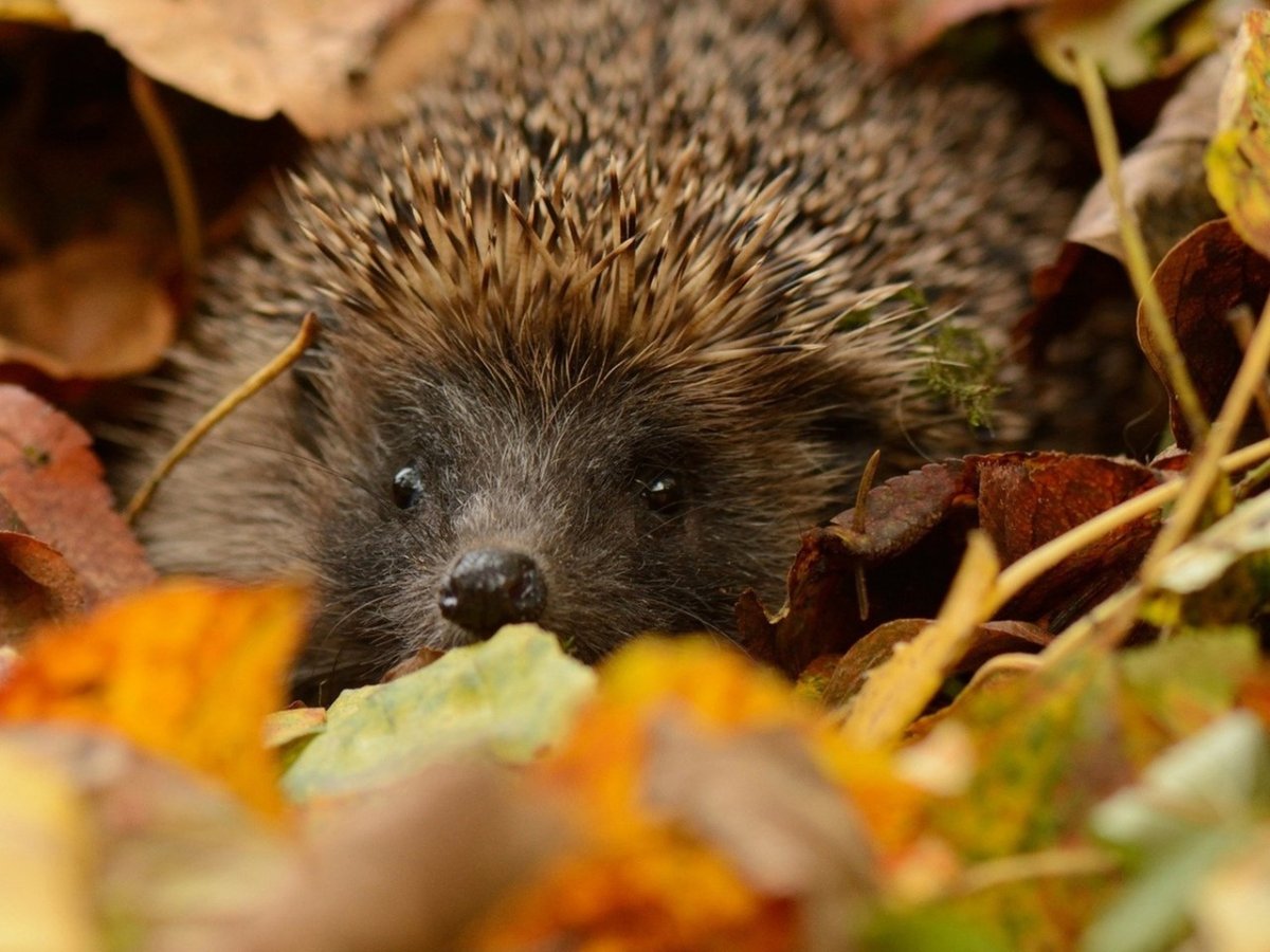 Животные осенью