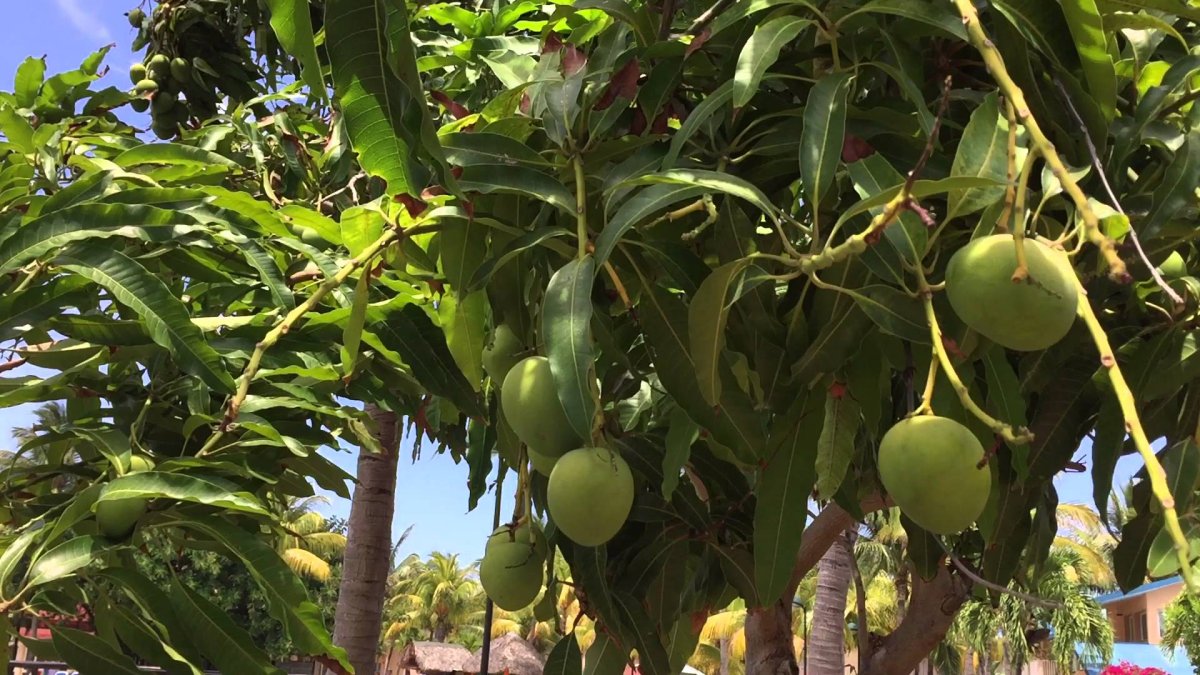 Манго дерево фото