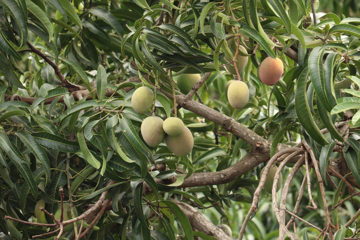 Манговое дерево листья