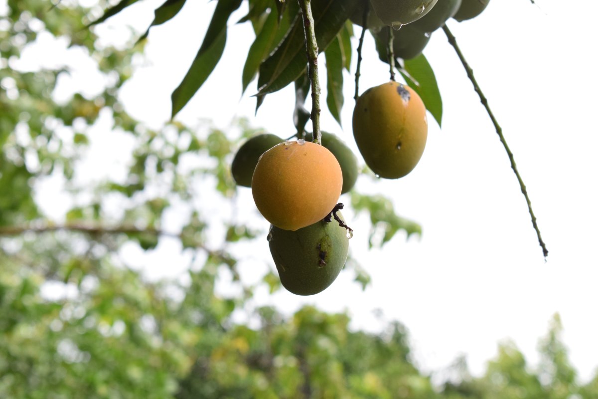 Манго в джунглях