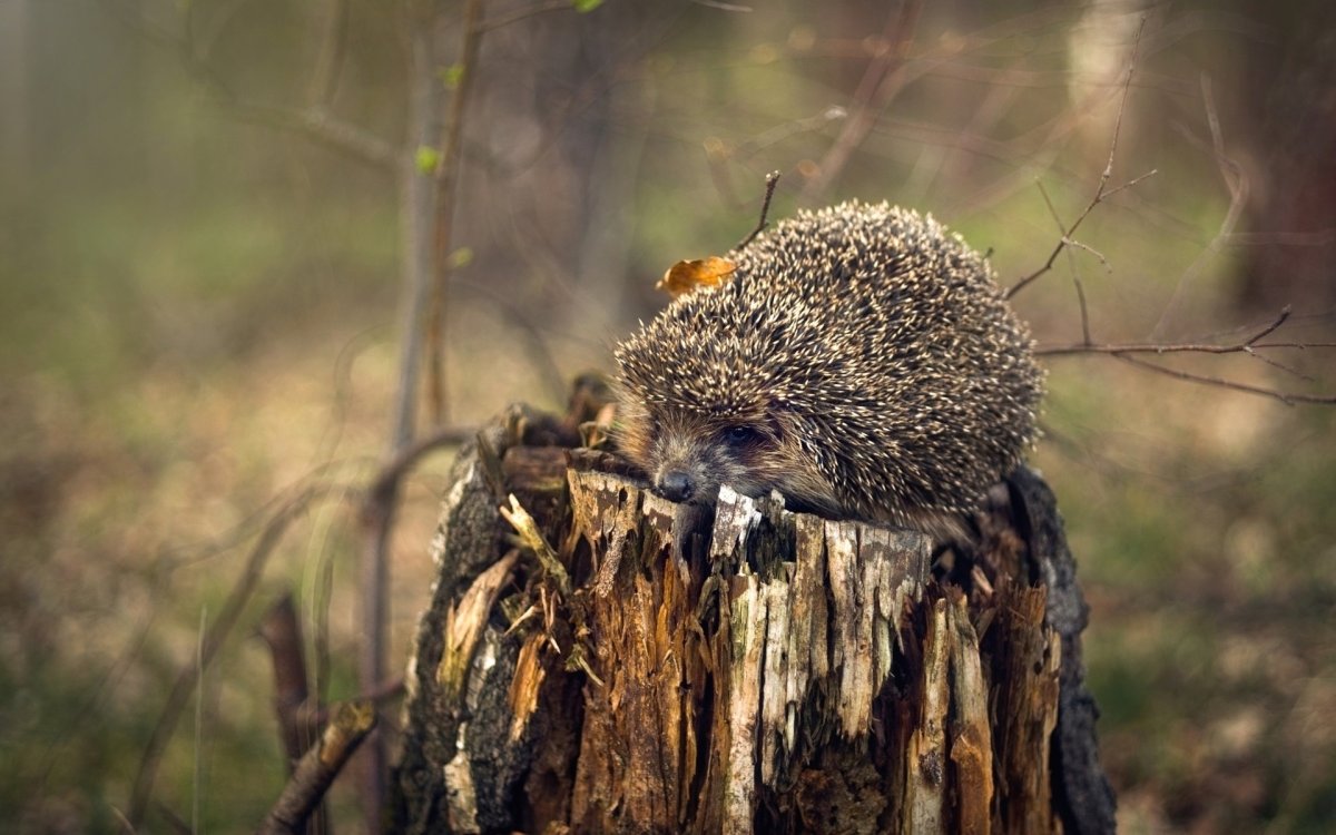 Еж в лесу