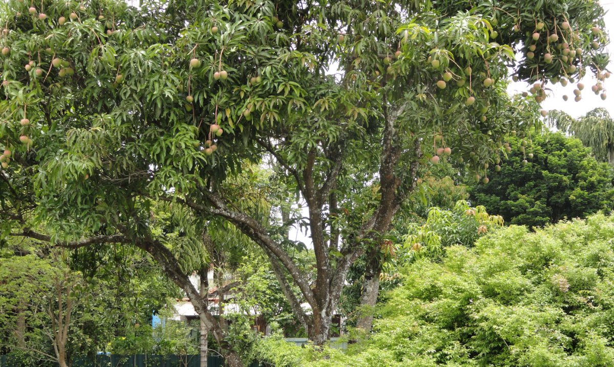 Манго дерево куст