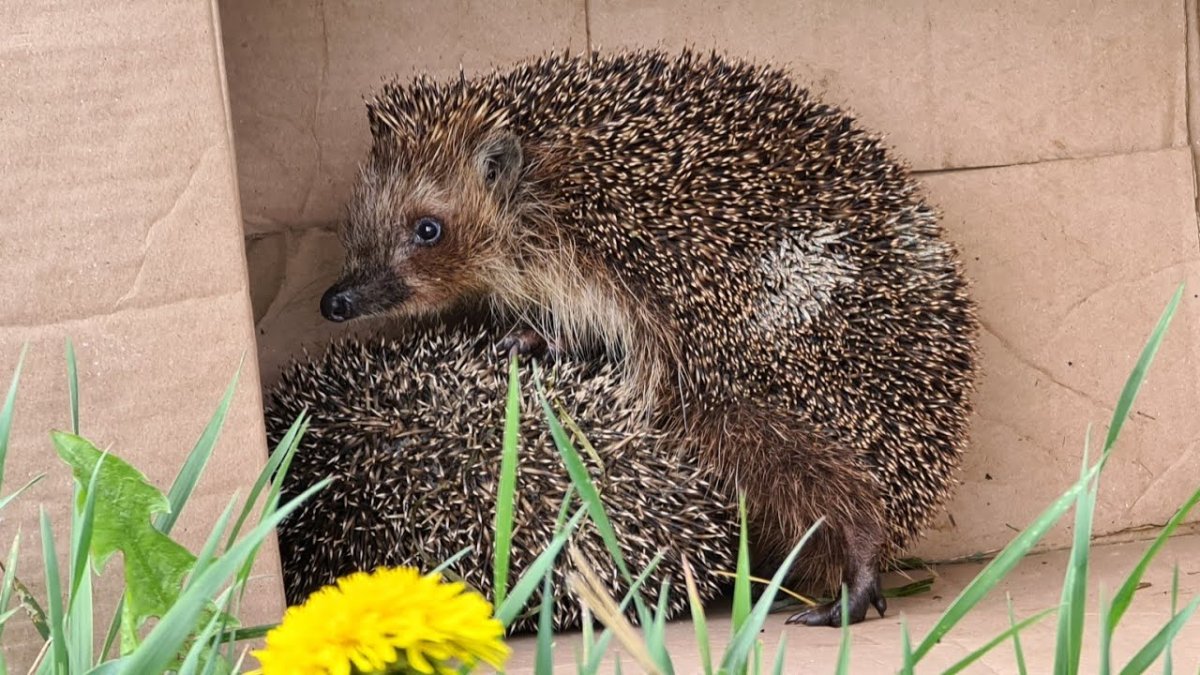 Осенний позитивчик