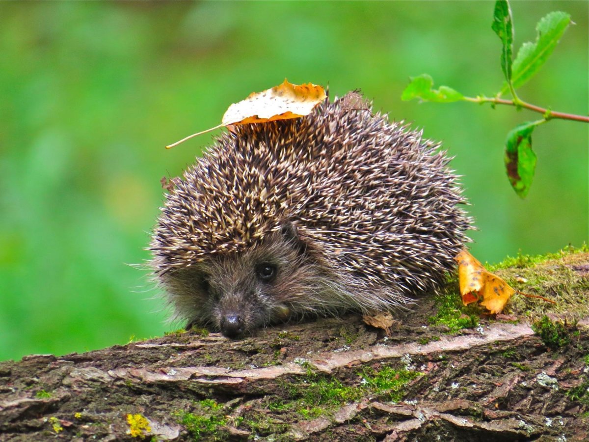 Японский Ежик Азуки
