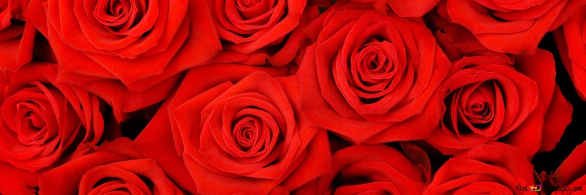 Розовые розы