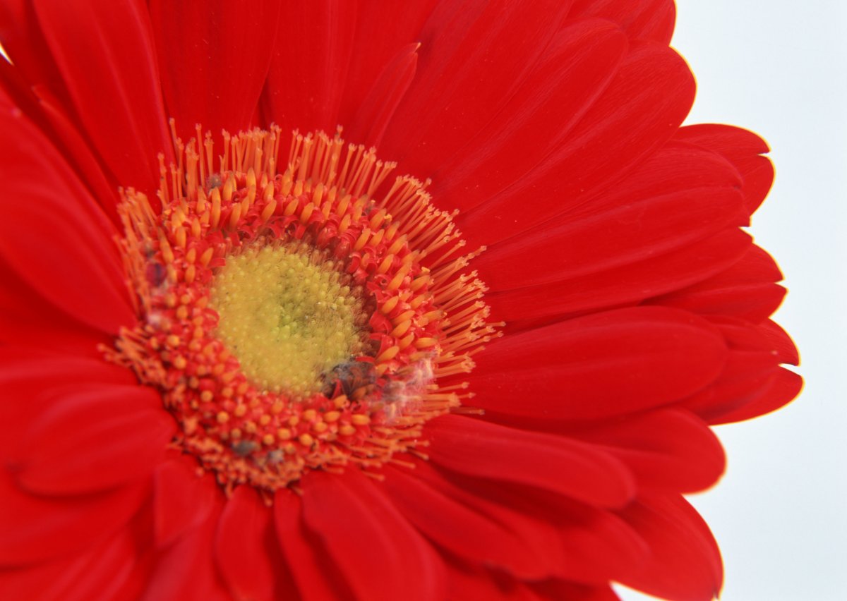 Цветочек красного цвета