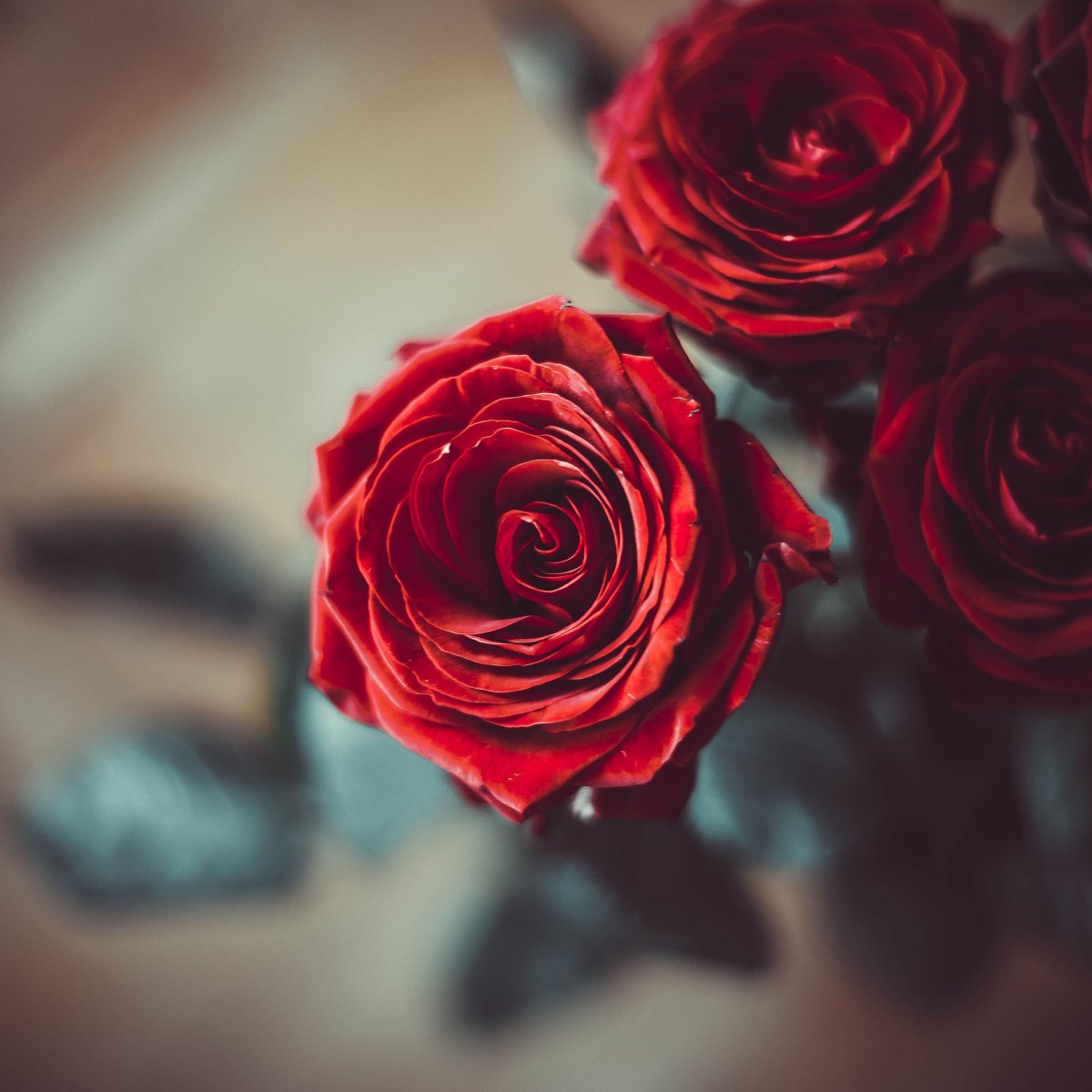 Цветы розы бордовые