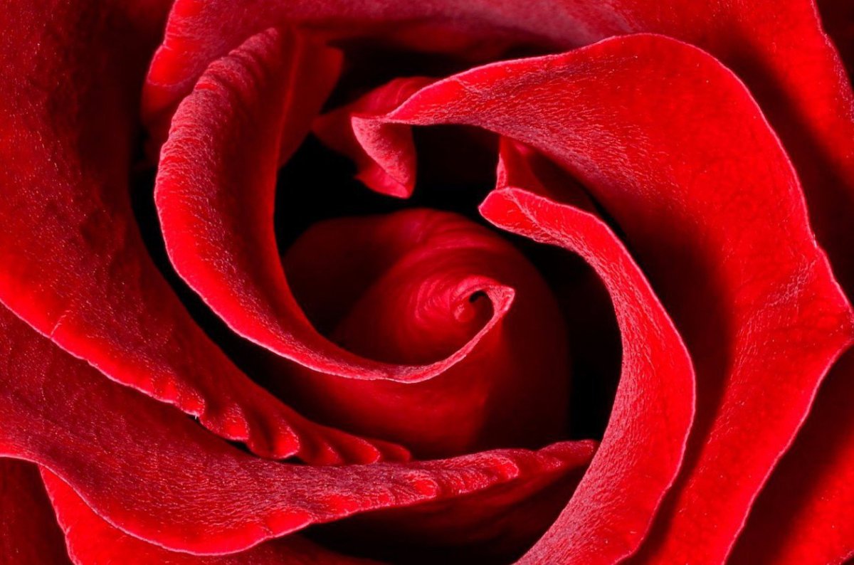 Красный бархат цветок